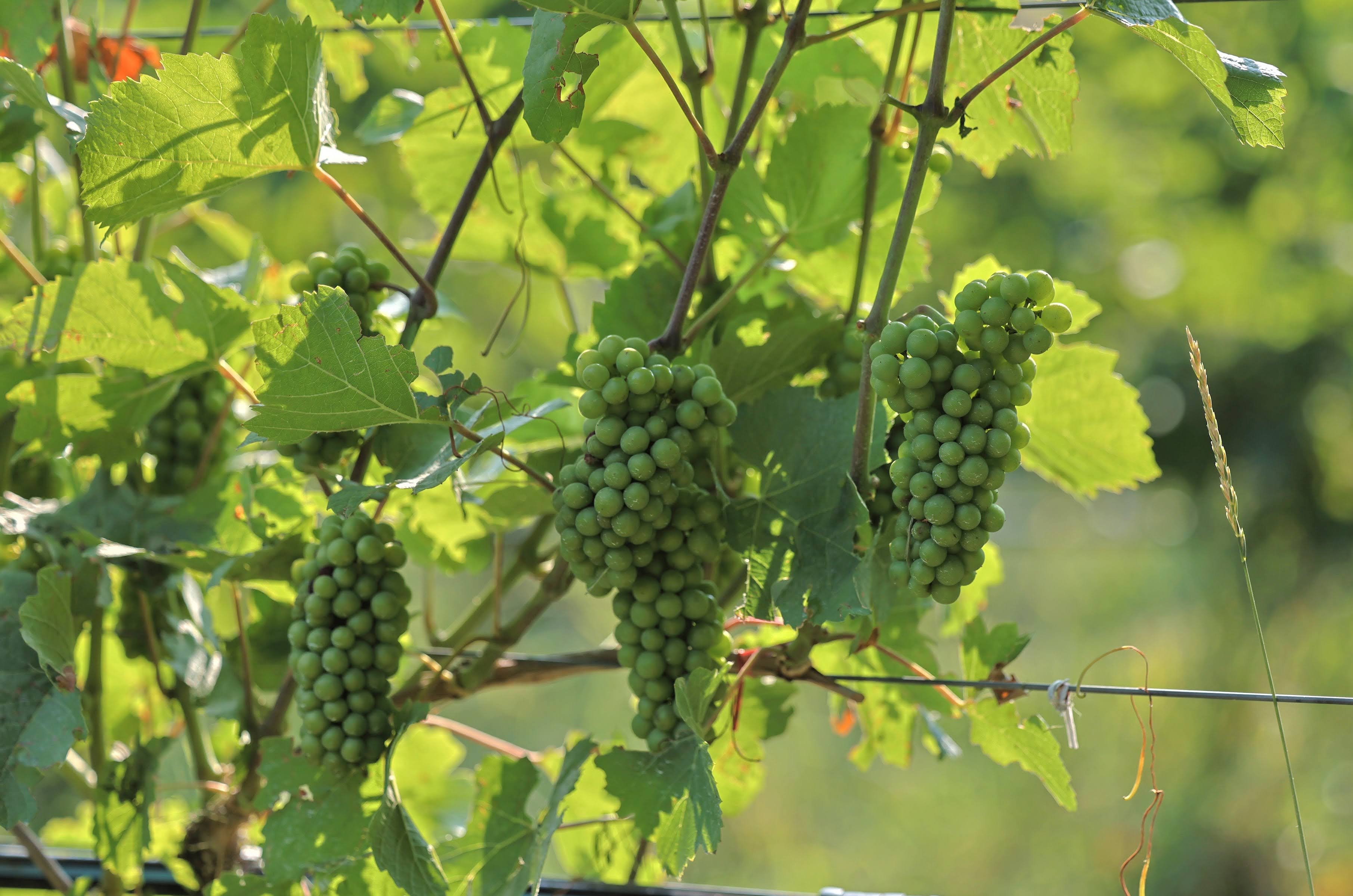 Grapes hanging from a limb.